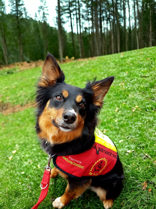 Ruby, a tri-colour Border Collie cross kelpie, is sitting on grass. There are trees in the background. Ruby is wearing a red and hi-vis yellow Dog A.I.D Assistance Dog jacket.