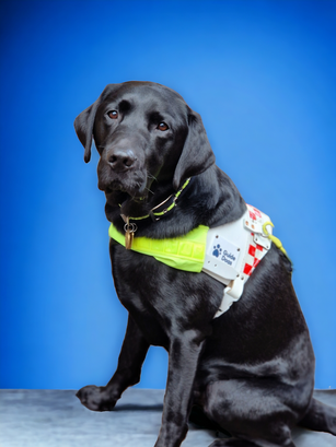 Rowley, a black Labrador, is sitting on a black stone floor. The background is blue. He is wearing a white Guide Dog harness with a hi-vis yellow chest piece and red and white checkers across his back. 